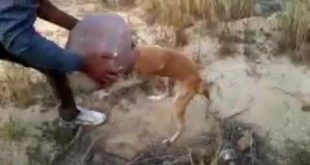 Dog collect Food & fall in danger