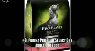 Dog Food Reviews and The Best Dog Treats