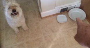 Dog Protects his Food By Making Hilarious Angry Faces Must Watch