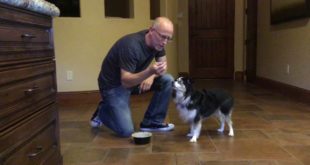 Dog Psychology Video