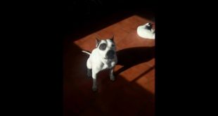 Dog pukes food