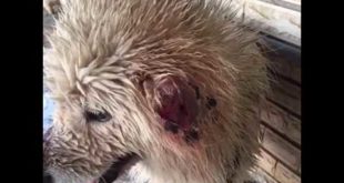 Dog rescued from people with no mercy انقاذ كلب فصيله السامويد من اشخاص لا يملكون اي رحمه