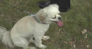 Dog rescued in Ludlow house fire