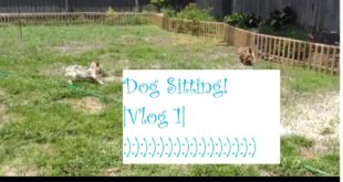 Dog sitting At My Grandparent’s House |Vlog 1|
