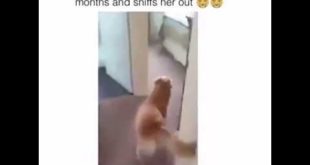 Dog Smells Her Owners Scent In The House After Being Away For 7 Months And Sniffs Her Out