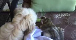 Dog stealing food