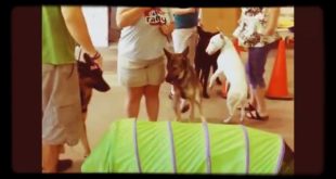 Dog Training: how to train your dog