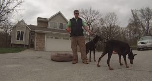 Ecollar Conditioning-Teaching Your Dog What the Collar Means