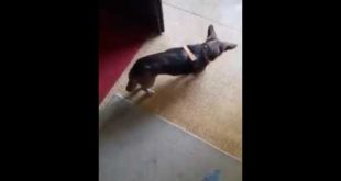 Eddy the blind Dog search his Food