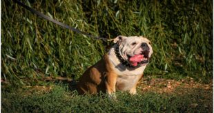 English Bulldog wearing exclusive “Unveiled Luxury” spiked dog collar