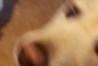 Fat dog nedds food