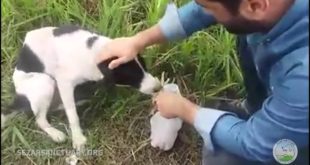 Feeding a stray dog that been waiting for his food