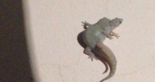 Funny Animals Mating New 2016 Small Animals