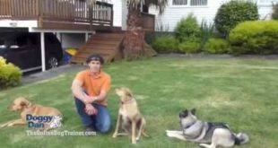 How to House Train a Dog