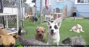 How to house train a dog quickly?