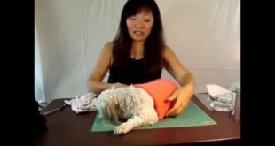 How to make dog clothes (Recycle your own)