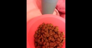 How to make dog food