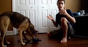 How to Teach Your Dog to Wait for Food
