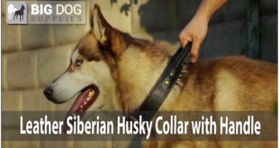 Husky Dog Walking Using Durable Collar with Handle