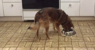 Is Your Dog Motivated by Food?
