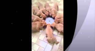 kopas dog food sevrage chiot 6 SEMAINES