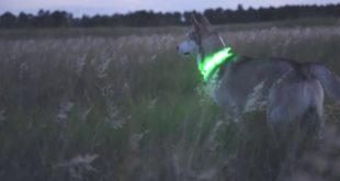 LED Dog Collar HaloLights™