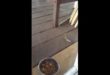 Lizard Steals Chihuahua Dog Food From Bowl