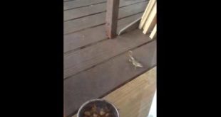 Lizard Steals Chihuahua Dog Food From Bowl