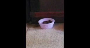 Mole steals dog food