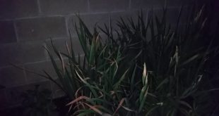 My dog and I hear a squeak and it’s coming from the dog house and you will see what orbs and fairies