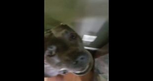 My dog didn’t want to share his food