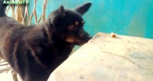 My Funny Dog is Trying to take Food from the Table