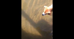 Nasty dog eats fish food!