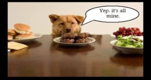 Natural dog food | Best Dog Food