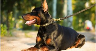 Noble Doberman wears classic leather canine collar with fancy dotted circles