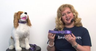 Nylon Dog Collar by Zack & Zoey – Ultra Violet