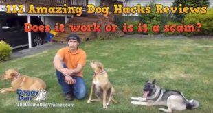 Online Dog Trainer Review – Does it work or is it a scam?