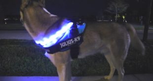 ORIGINAL LED Dog Collar HaloLights™
