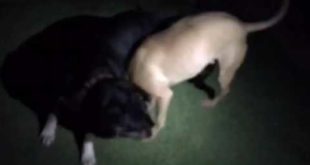 Peyton and Roxx-Rescued dogs fun wrestling event