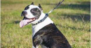 Pitbull wearing “Nickel Circles” Leather Dog Collar for Everyday Walking