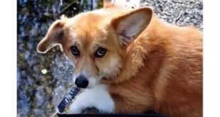 Puppy Small Breeds