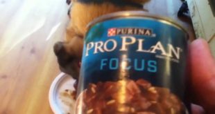 Purina Vs Pedigree Canned Dog Food