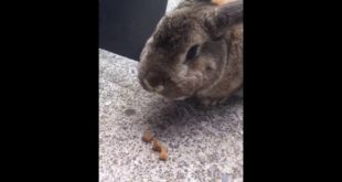 Rabbit likes dry dog food