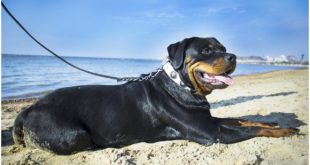 Rottweiler looking great in White Leather Dog Collar with Blue Stones – Graceful Charm Dog Collar
