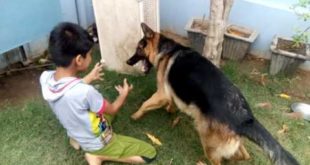 Small  brave boy fight with dangerous dog ever ever