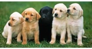 Small Breed Puppies