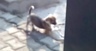 Small cute dogs fiting with each other