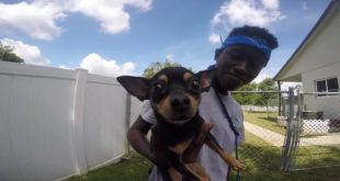 Small Dog Play Time 7/1/16