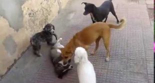 Small dogs and rowdy