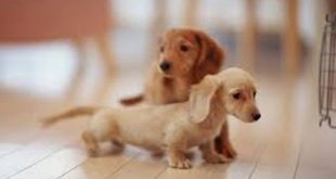 small dogs vs big dogs
